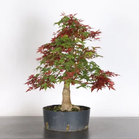 image supplémentaire - JAPANESE RED MAPLE "ACER...