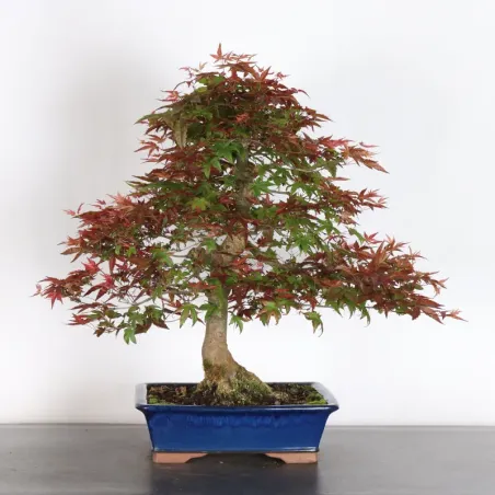 JAPANESE RED MAPLE "ACER DESHOJO" 4-9