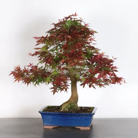 image supplémentaire - ÉRABLE ROUGE DU JAPON "ACER...