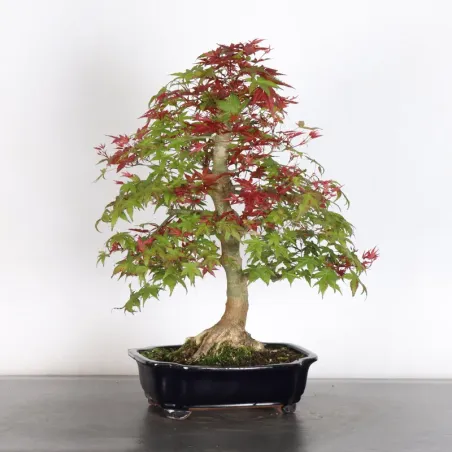 image supplémentaire - JAPANESE RED MAPLE "ACER...