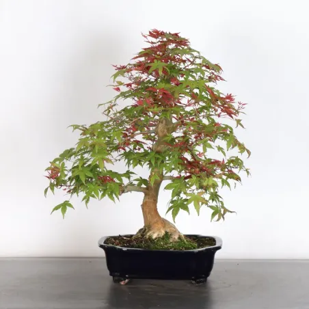 JAPANESE RED MAPLE "ACER DESHOJO" 1-10