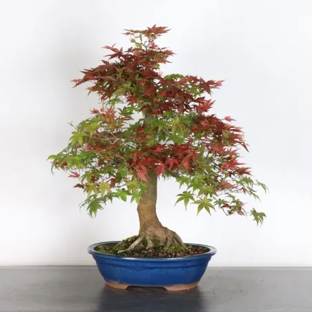 JAPANESE RED MAPLE "ACER DESHOJO" 4-13