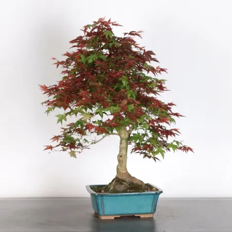 image supplémentaire - Japanese red maple "acer...