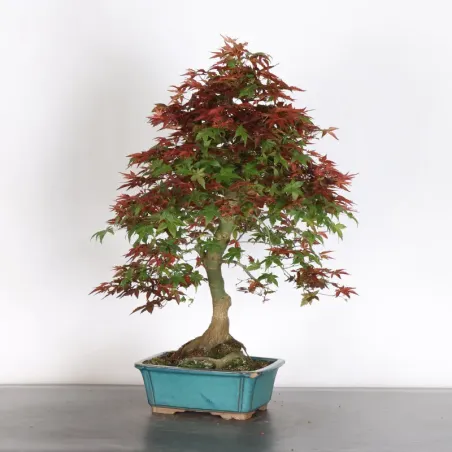 Japanese red maple "acer deshojo" 4-18 (broken pot)