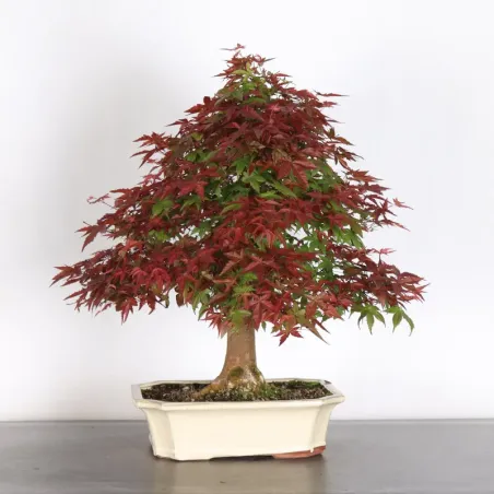 image supplémentaire - JAPANESE RED MAPLE "ACER...