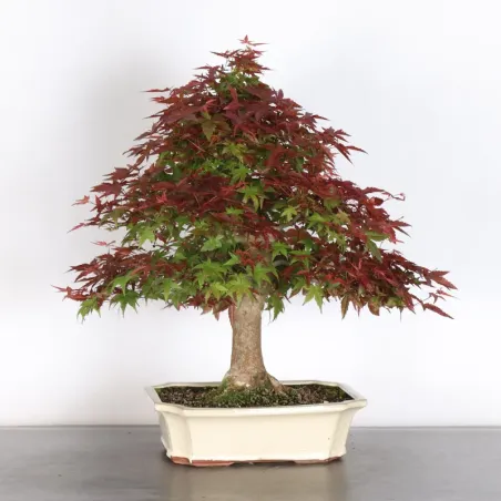 ÉRABLE ROUGE DU JAPON "ACER DESHOJO" 4-7