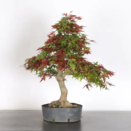 image supplémentaire - JAPANESE RED MAPLE "ACER...