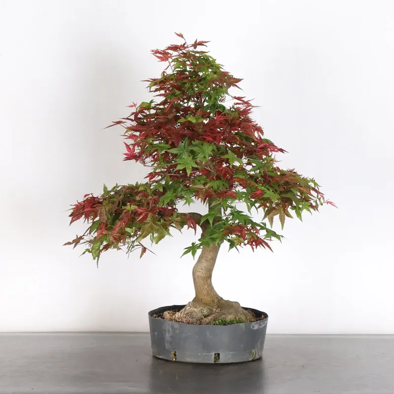 ÉRABLE ROUGE DU JAPON "ACER DESHOJO" 1-12