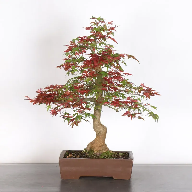 ÉRABLE ROUGE DU JAPON "ACER DESHOJO" 4-12