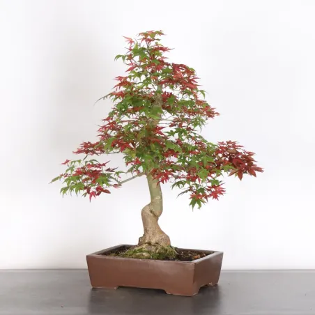 image supplémentaire - JAPANESE RED MAPLE "ACER...