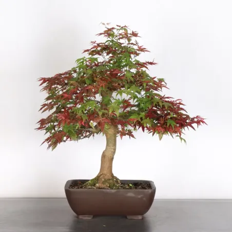 JAPANESE RED MAPLE "ACER DESHOJO" 4-6