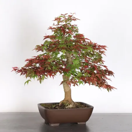 image supplémentaire - ÉRABLE ROUGE DU JAPON "ACER...
