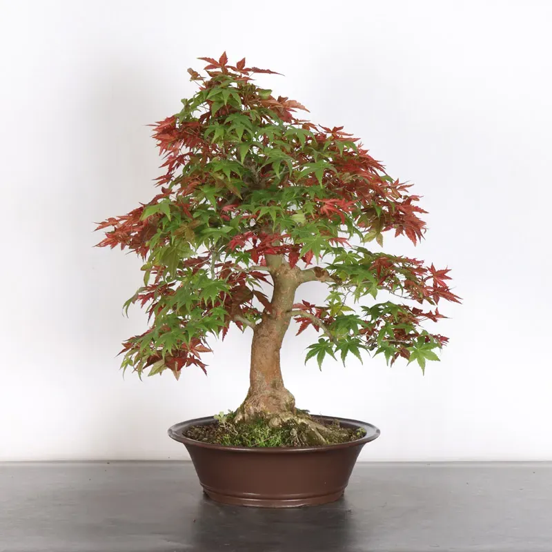 image supplémentaire - ÉRABLE ROUGE DU JAPON "ACER...