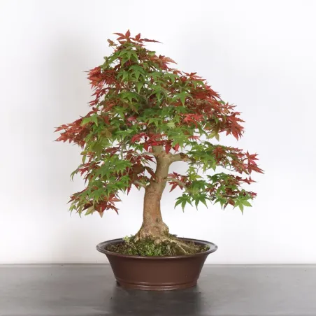 image supplémentaire - JAPANESE RED MAPLE "ACER...