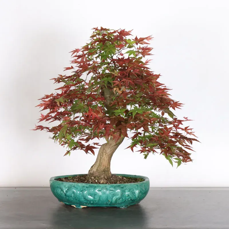 Bonsai Acer Deshojo AD-3-5