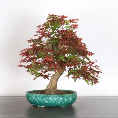 JAPANESE RED MAPLE "ACER DESHOJO" 3-5