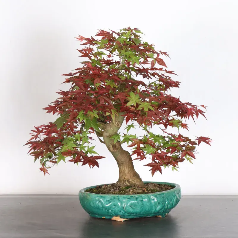 image supplémentaire - ÉRABLE ROUGE DU JAPON "ACER...
