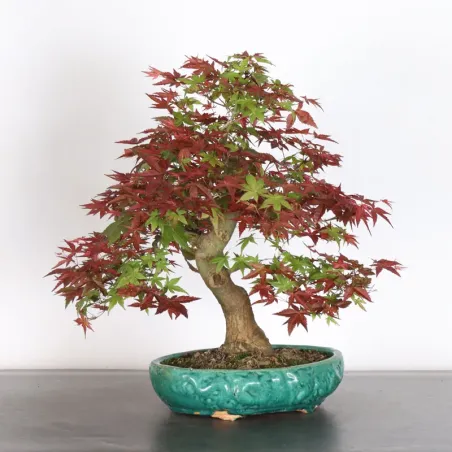 image supplémentaire - JAPANESE RED MAPLE "ACER...
