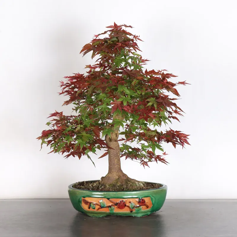 image supplémentaire - JAPANESE RED MAPLE "ACER...