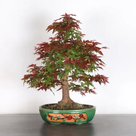 image supplémentaire - ÉRABLE ROUGE DU JAPON "ACER...
