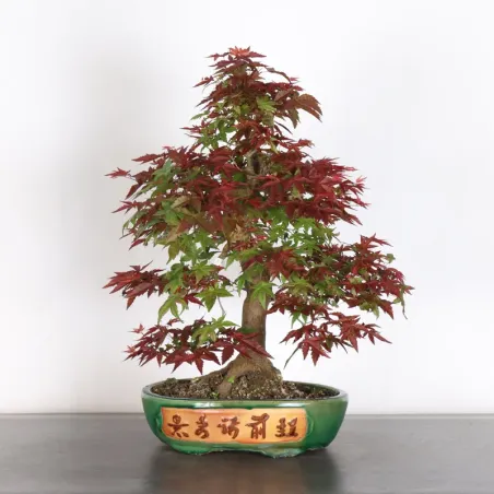 JAPANESE RED MAPLE "ACER DESHOJO" 2-10