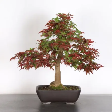 Bonsai Erable Palmatum Deshojo AD-3-2