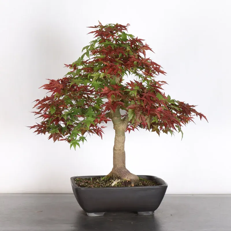 image supplémentaire - ÉRABLE ROUGE DU JAPON "ACER...