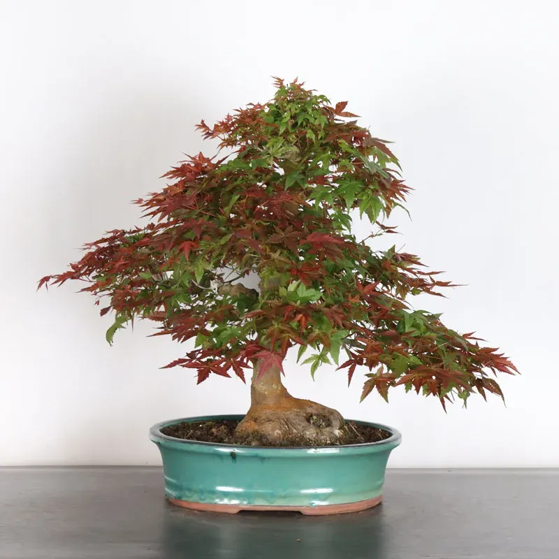 ÉRABLE ROUGE DU JAPON "ACER DESHOJO" 2-17