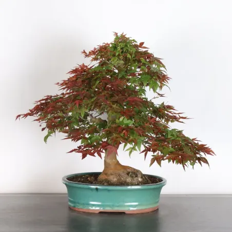 ÉRABLE ROUGE DU JAPON "ACER DESHOJO" 2-17