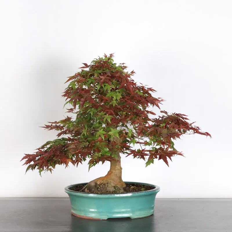image supplémentaire - ÉRABLE ROUGE DU JAPON "ACER...