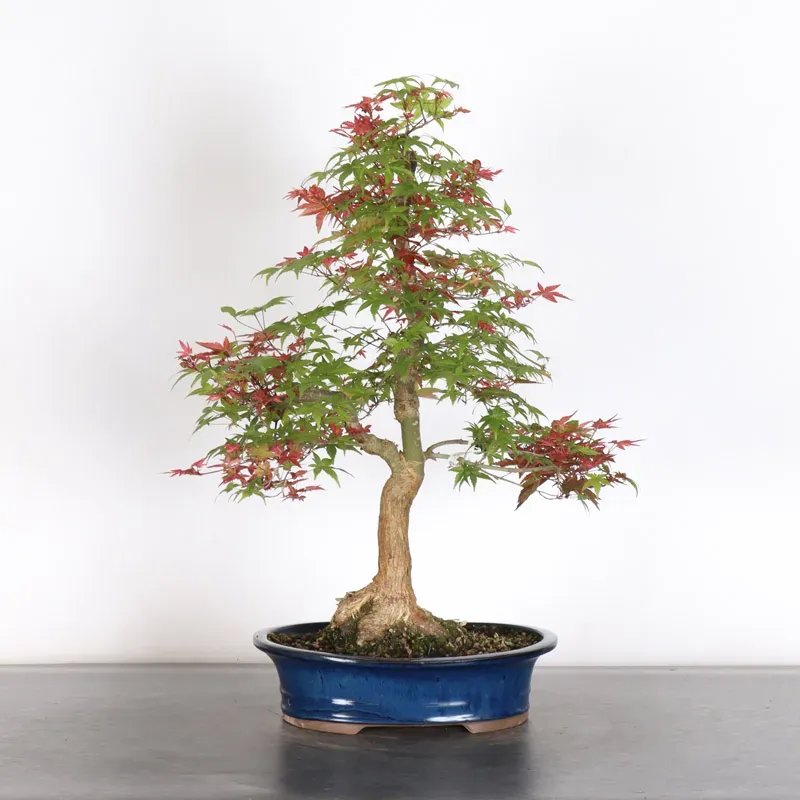Bonsai Erable Palmatum Deshojo  AD-2-3