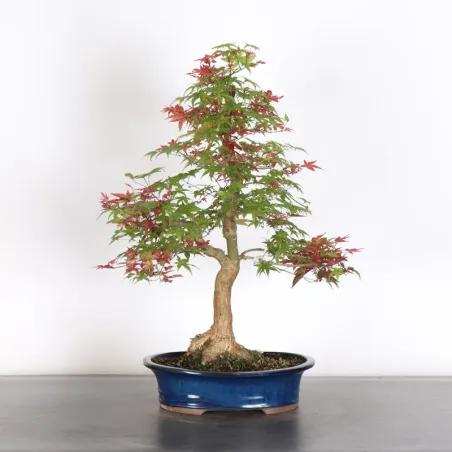 JAPANESE RED MAPLE "ACER DESHOJO" 2-3