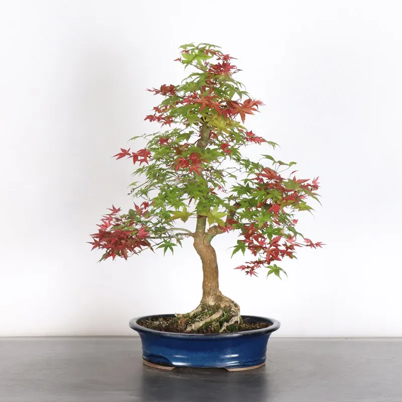image supplémentaire - ÉRABLE ROUGE DU JAPON "ACER...