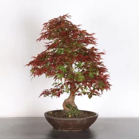 image supplémentaire - ÉRABLE ROUGE DU JAPON "ACER...