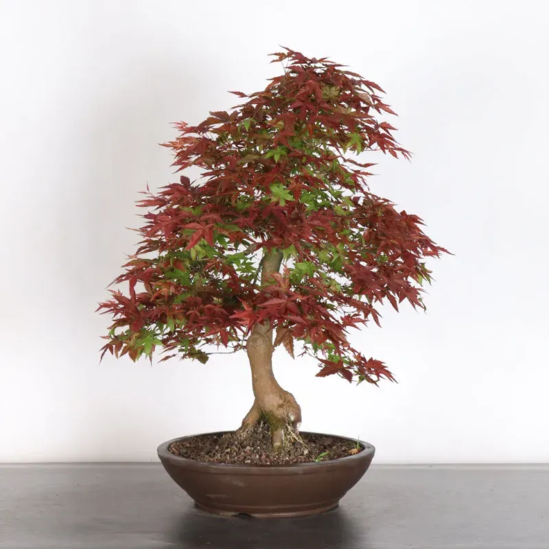 ÉRABLE ROUGE DU JAPON "ACER DESHOJO" 2-18