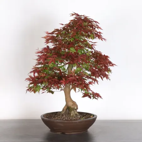 ÉRABLE ROUGE DU JAPON "ACER DESHOJO" 2-18