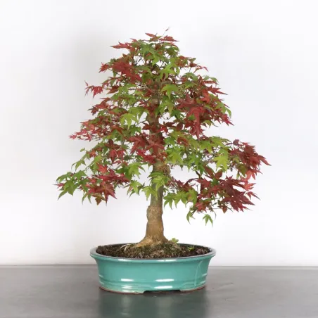 image supplémentaire - JAPANESE RED MAPLE "ACER...