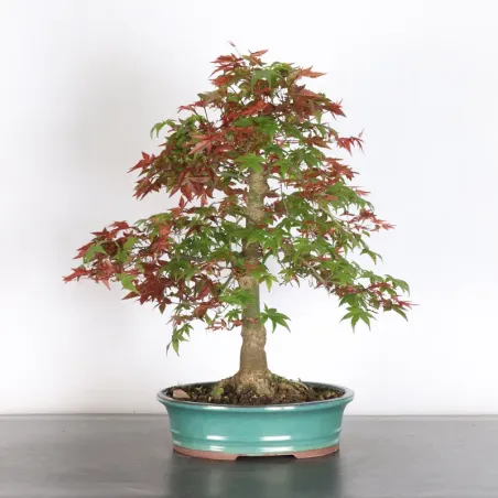ÉRABLE ROUGE DU JAPON "ACER DESHOJO" 2-14