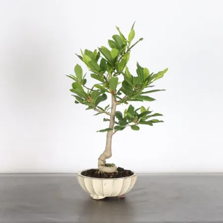 MAGNOLIA STELLATA 3-12