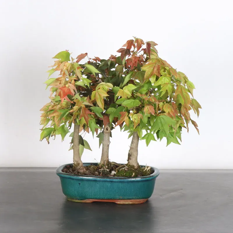 Bonsai Erable Burger Bosquet ABF-1-1