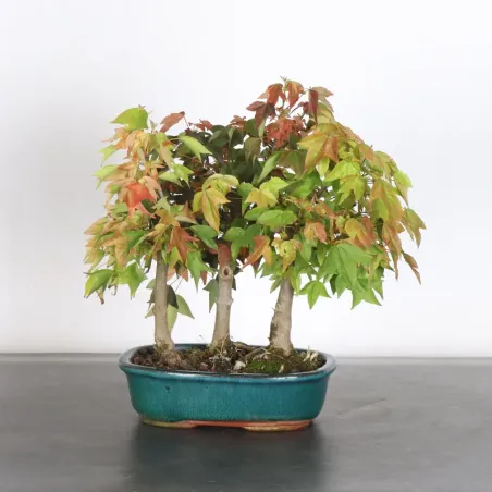Maple forest "ACER BUERGÉRIANUM" 1-1
