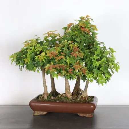 Maple forest "acer buergérianum" 1-2