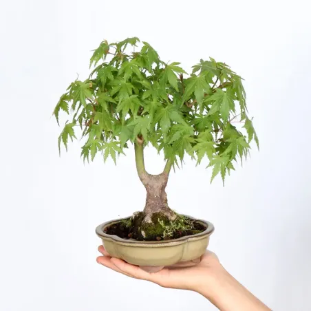 Palmatum Shohin Maple Bonsai APS-1-2