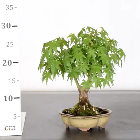 image supplémentaire - ÉRABLE DU JAPON "ACER...