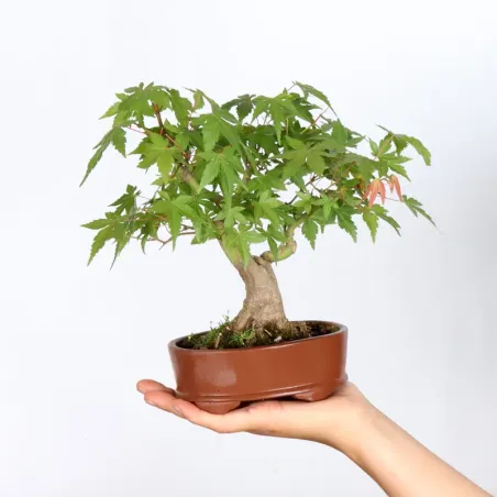 Bonsai Erable Palmatum APS-1-3