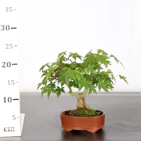 image supplémentaire - ÉRABLE DU JAPON "ACER...
