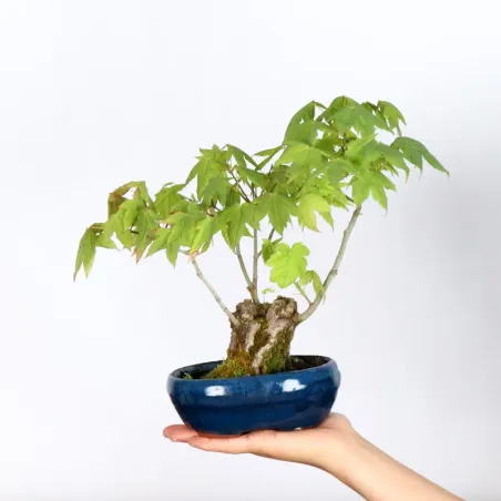 Palmatum Shohin Maple Bonsai APS-1-5