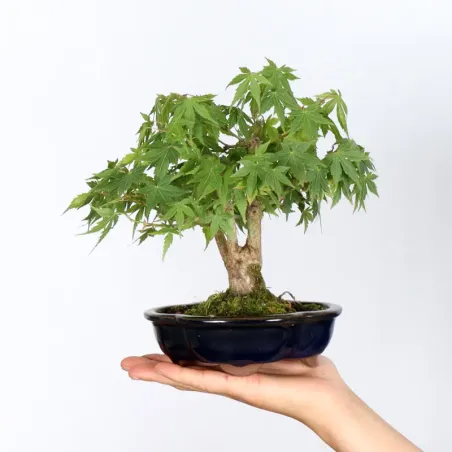 Japanese Maple "ACER PALMATUM SHOHIN" 1-7