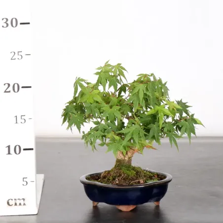 image supplémentaire - ÉRABLE DU JAPON "ACER...