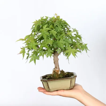 Japanese Maple "ACER PALMATUM SHOHIN" 1-8